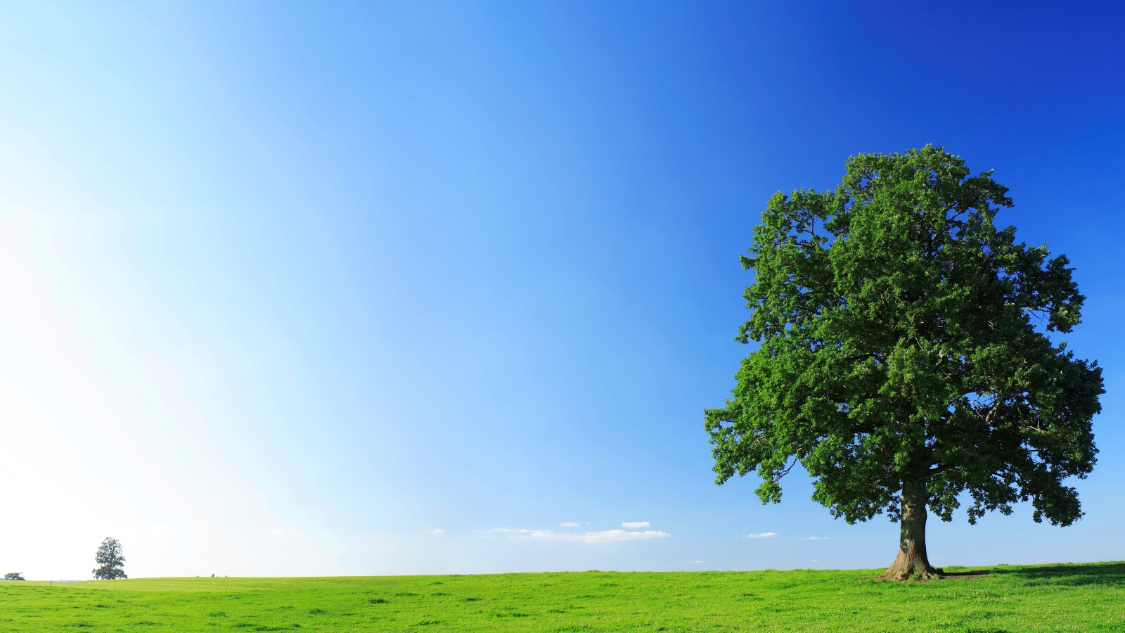 Tree, grass and big blue sky
